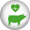 Strengthens the immune system through sow's milk