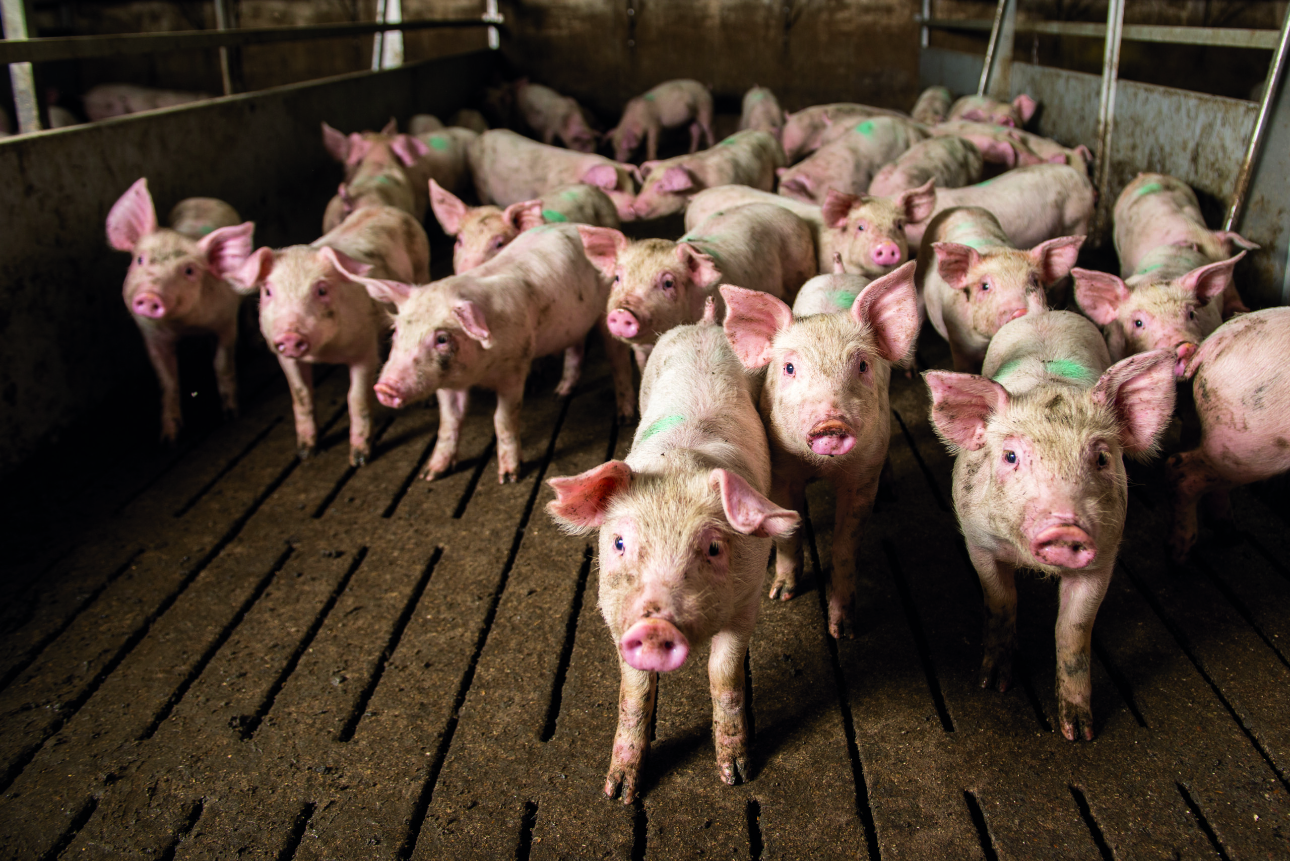 BioAktiv Produkte für Schweine