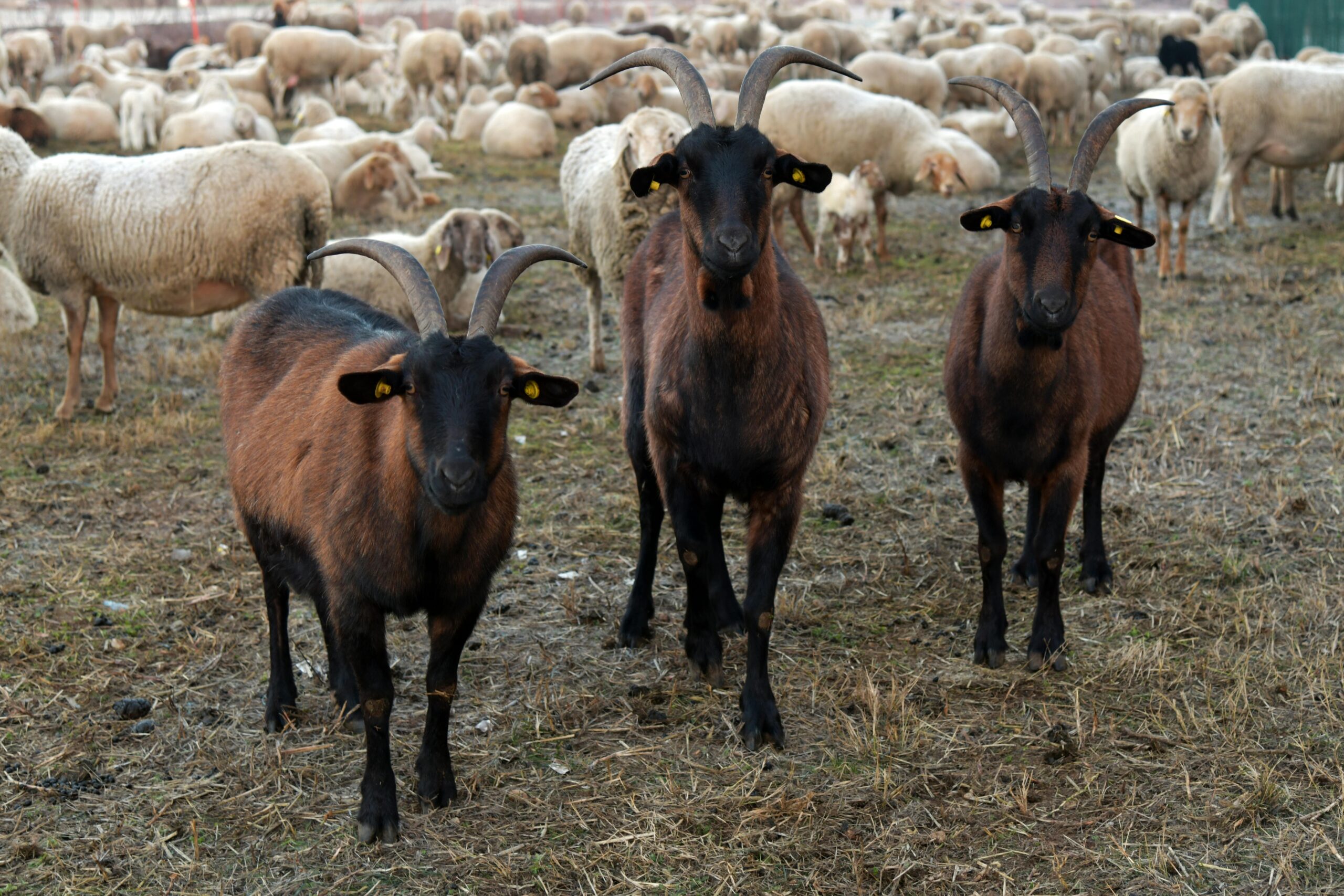 BioAktiv Produkte für Schafe und Ziegen