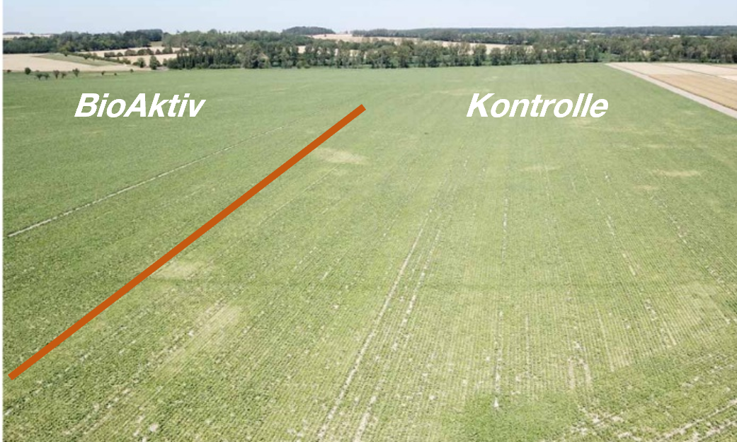 Luftbild Zuckerr&uuml;ben BioAktiv Fl&auml;che und Kontrollfl&auml;che