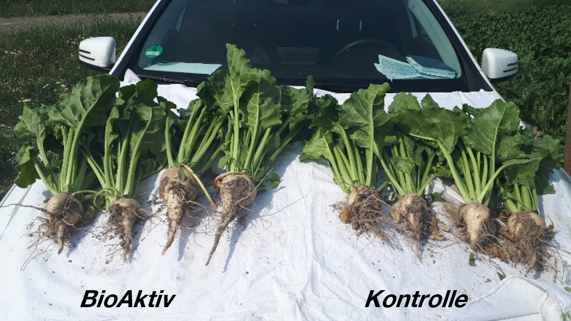Zuckerr&uuml;ben Vergleich BioAktiv und Kontrolle