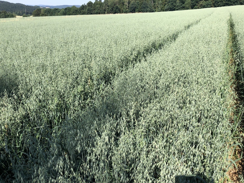 Gleichm&auml;&szlig;iger kr&auml;ftiger Bestand